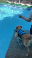 山内康裕ブリーダーからお迎えしたゴールデンレトリバー：さんたろうくん