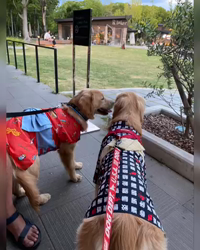 山内康裕ブリーダーからお迎えしたゴールデンレトリバー：さんたろうくん