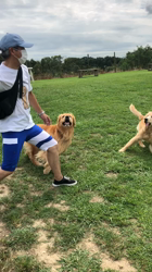 山内康裕ブリーダーからお迎えしたゴールデンレトリバー：さんたろうくん