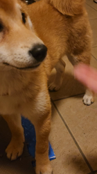 亀井武志ブリーダーからお迎えした柴犬：ぽんたろうくん