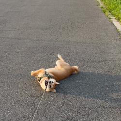 亀井武志ブリーダーからお迎えした柴犬：ぽんたろうくん