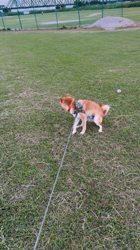 亀井武志ブリーダーからお迎えした柴犬：ぽんたろうくん