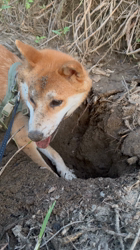 亀井武志ブリーダーからお迎えした柴犬：ぽんたろうくん