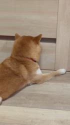 亀井武志ブリーダーからお迎えした柴犬：ぽんたろうくん