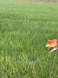 亀井武志ブリーダーからお迎えした柴犬：ぽんたろうくん