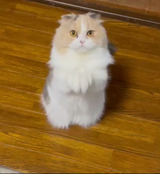 星川勝美ブリーダーからお迎えしたスコティッシュフォールド：りんちゃん