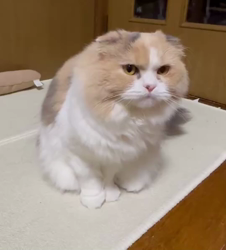 星川勝美ブリーダーからお迎えしたスコティッシュフォールド：りんちゃん