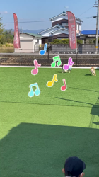 内田密信ブリーダーからお迎えした柴犬：コテツくん