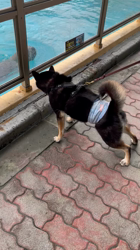 内田密信ブリーダーからお迎えした柴犬：コテツくん