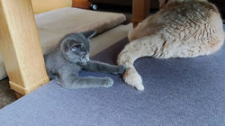 梅村光ブリーダーからお迎えしたロシアンブルー：めいちゃん