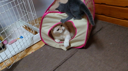 梅村光ブリーダーからお迎えしたロシアンブルー：めいちゃん