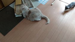 梅村光ブリーダーからお迎えしたロシアンブルー：めいちゃん