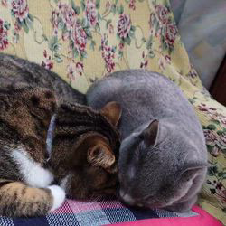 亀田麗花ブリーダーからお迎えしたスコティッシュフォールド：ピーすけくん