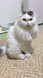 五木田利奈ブリーダーからお迎えしたスコティッシュフォールド：こうめちゃん