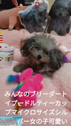 伊福正章ブリーダーからお迎えしたトイプードル：コウメちゃん