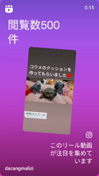 伊福正章ブリーダーからお迎えしたトイプードル：コウメちゃん