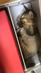 熊田貞子ブリーダーからお迎えしたマンチカン：じゅじゅくん