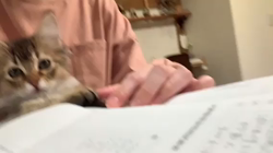 熊田貞子ブリーダーからお迎えしたマンチカン：じゅじゅくん