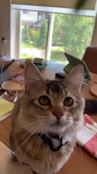 熊田貞子ブリーダーからお迎えしたマンチカン：じゅじゅくん