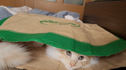 松尾幸宏ブリーダーからお迎えしたサイベリアン：ベルくん