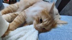 松尾幸宏ブリーダーからお迎えしたサイベリアン:ベルくん