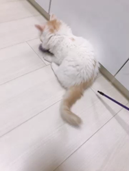 井田敬子ブリーダーからお迎えしたマンチカン：レモンくん