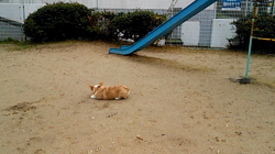 賀川正美ブリーダーからお迎えしたウェルシュ・コーギー・ペンブローク：らっきーくん