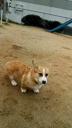 賀川正美ブリーダーからお迎えしたウェルシュ・コーギー・ペンブローク：らっきーくん