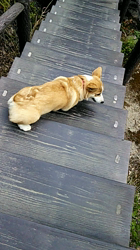 賀川正美ブリーダーからお迎えしたウェルシュ・コーギー・ペンブローク：らっきーくん