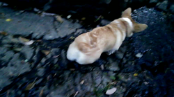 賀川正美ブリーダーからお迎えしたウェルシュ・コーギー・ペンブローク：らっきーくん