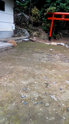 賀川正美ブリーダーからお迎えしたウェルシュ・コーギー・ペンブローク：らっきーくん