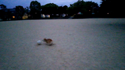 賀川正美ブリーダーからお迎えしたウェルシュ・コーギー・ペンブローク：らっきーくん