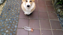 賀川正美ブリーダーからお迎えしたウェルシュ・コーギー・ペンブローク：らっきーくん