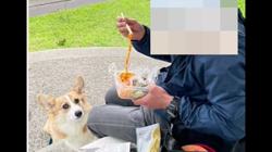 賀川正美ブリーダーからお迎えしたウェルシュ・コーギー・ペンブローク：らっきーくん