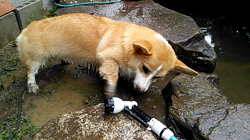 賀川正美ブリーダーからお迎えしたウェルシュ・コーギー・ペンブローク：らっきーくん