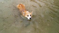 賀川正美ブリーダーからお迎えしたウェルシュ・コーギー・ペンブローク：らっきーくん