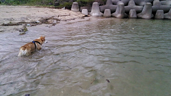 賀川正美ブリーダーからお迎えしたウェルシュ・コーギー・ペンブローク：らっきーくん