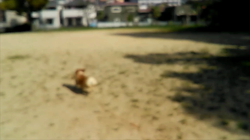 賀川正美ブリーダーからお迎えしたウェルシュ・コーギー・ペンブローク：らっきーくん