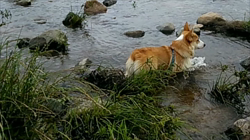 賀川正美ブリーダーからお迎えしたウェルシュ・コーギー・ペンブローク：らっきーくん