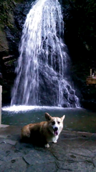 賀川正美ブリーダーからお迎えしたウェルシュ・コーギー・ペンブローク：らっきーくん