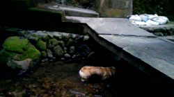 賀川正美ブリーダーからお迎えしたウェルシュ・コーギー・ペンブローク：らっきーくん