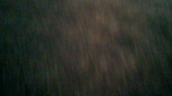 賀川正美ブリーダーからお迎えしたウェルシュ・コーギー・ペンブローク：らっきーくん