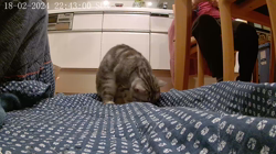 小林功ブリーダーからお迎えしたアメリカンショートヘア：レオンくん