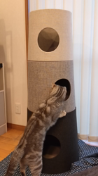 小林功ブリーダーからお迎えしたアメリカンショートヘア：レオンくん