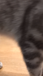 小林功ブリーダーからお迎えしたアメリカンショートヘア：レオンくん