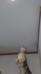 小林功ブリーダーからお迎えしたアメリカンショートヘア：レオンくん