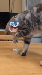 小林功ブリーダーからお迎えしたアメリカンショートヘア：レオンくん