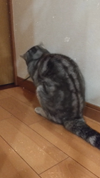 小林功ブリーダーからお迎えしたアメリカンショートヘア：レオンくん