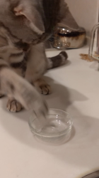 小林功ブリーダーからお迎えしたアメリカンショートヘア：レオンくん