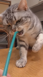 小林功ブリーダーからお迎えしたアメリカンショートヘア：レオンくん